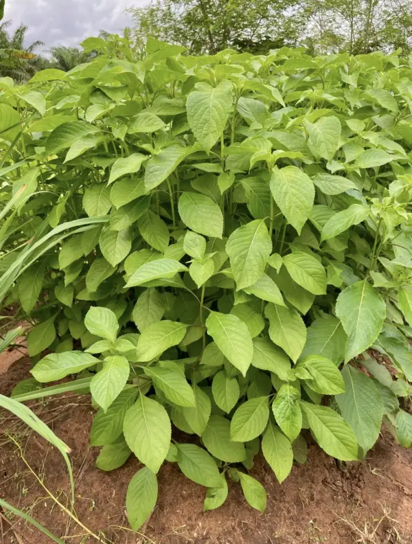 Basilic Thiayo