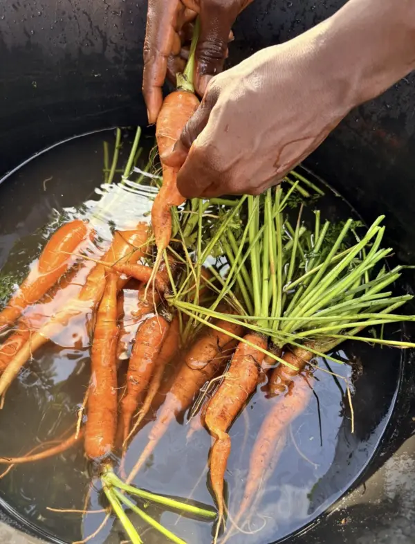 Carottes agroécologiques fraîches de récolte