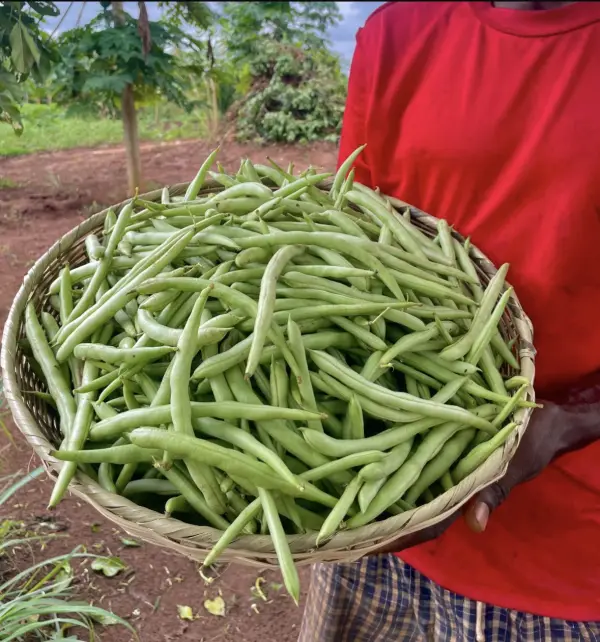 Haricot Vert frais