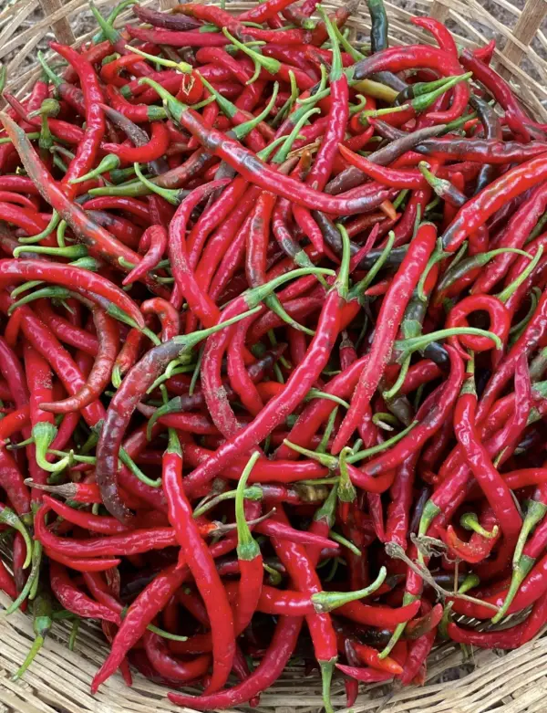 Piment long frais
