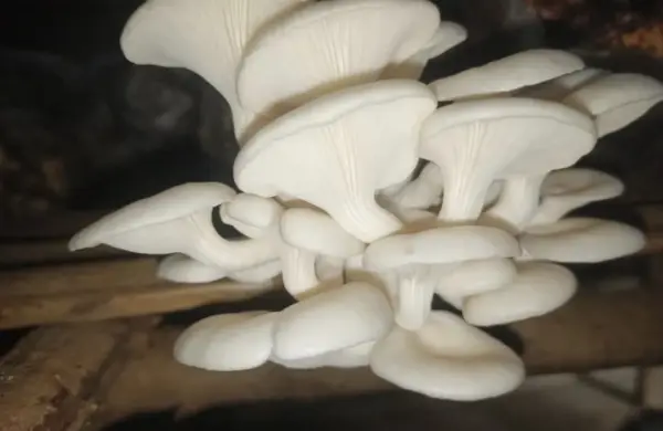 Champignons pleurotes frais
