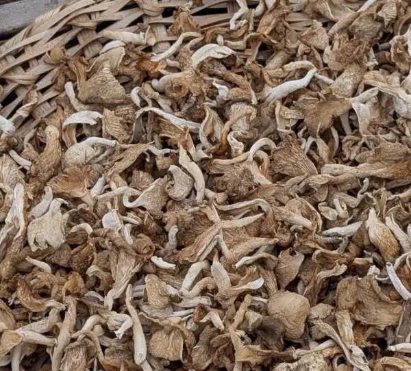 Champignons pleurotes séchés sachet