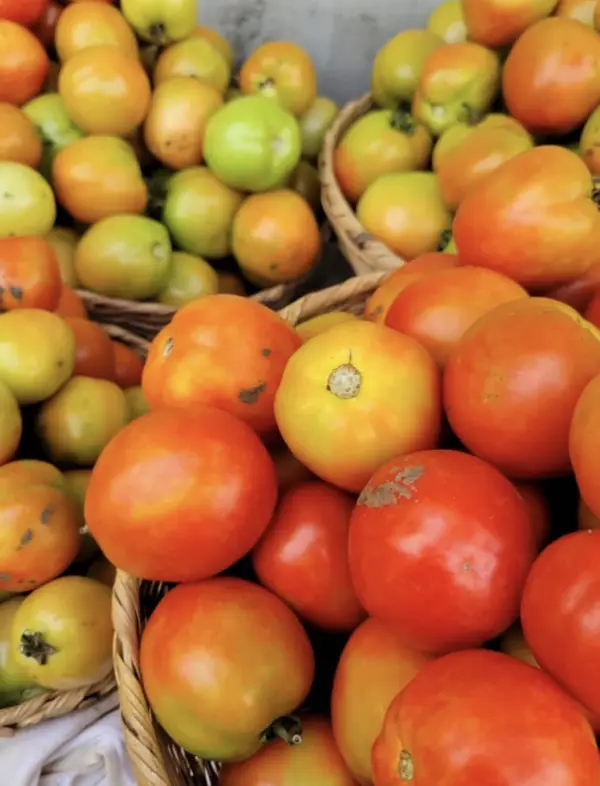 Tomates fraîches agroécologiques